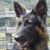 Joan Bussard's profile image