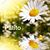 Paty Patito's profile image