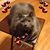 Karen Carreiro's profile image