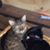 Jo Ann Trepagnier Crefasi's profile image