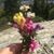 Bonnie Vanderwerff's profile image