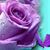 Linda Osenbaugh's profile image