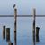 Paula Redtfeldt Netherby's profile image