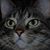 Brad Carpenter's profile image
