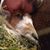 Heidi Baasch's profile image