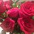 Marge Turczyn's profile image