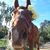 Sam Kambeck's profile image