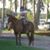 Sharon Danielle Tondreau's profile image