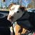 Helen Nigro's profile image