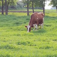 Jean Annexstad's profile image