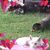 Melody Dickerson's profile image