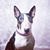 Paige Lauterbach's profile image