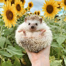 Alice Rezende De Sena C.'s profile image