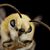 Dara Zandanel's profile image