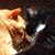 Geri Fox's profile image