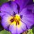 Diane Walton's profile image