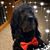 Karen Krolikowski Leovic's profile image