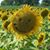 Cyndi Martin's profile image