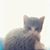 Melissa Parrish's profile image