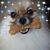 Barbara Domings's profile image