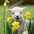 Jennifer Goodrich Toner's profile image