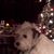 Gary Puleo's profile image