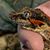 Chris Honeycutt's profile image