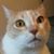 Barbara Mise's profile image
