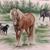 Marsha Askew Trotter's profile image