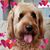 Diane Kent Andrews's profile image