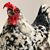 Jane Elspeth's profile image