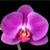 Janacarla Lopes's profile image