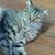Peter Hibbard Smith's profile image