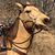 Shelia Ann Brink's profile image