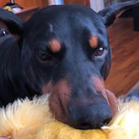 Jonathon Nehrenz's profile image