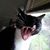 Alice Fay Kelly's profile image