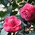 Nam Ngothi's profile image