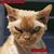 Tom Kallevang's profile image