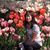 Juliette Yip's profile image