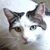 Sharon Bennett's profile image