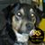Shannon Countryman's profile image