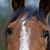 Tiffany Forte's profile image