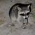 Amy Ross's profile image