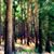 Sandra Mears's profile image