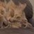 Todd Michael Lingo's profile image