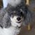 Cindy Pettit Davis's profile image