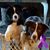 Darcie Belile's profile image