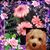 JA Goldhammer's profile image