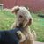 Cuppy de Hond's profile image
