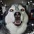Jeffrey M. Greenwood's profile image